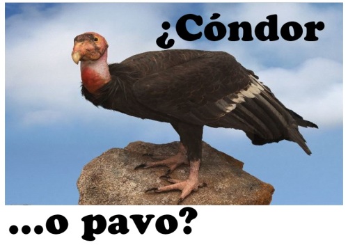 LOGO CONDOR O PAVO